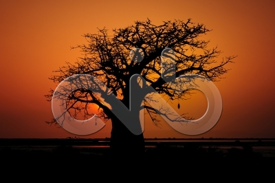 [PT] Silhuetas de imbondeiro ao por-do-sol. Mussulo, Angola. / [EN] Silhouettes of baobab tree at sunset. Mussulo bay, Angola