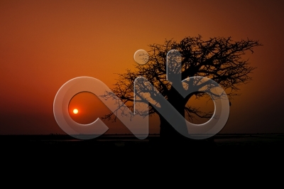 [PT] Silhuetas de imbondeiro ao por-do-sol. Mussulo, Angola. / [EN] Silhouettes of baobab tree at sunset. Mussulo bay, Angola