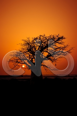[PT] Silhuetas de imbondeiro ao por-do-sol. Mussulo, Angola. / [EN] Silhouettes of baobab tree at sunset. Mussulo bay, Angola